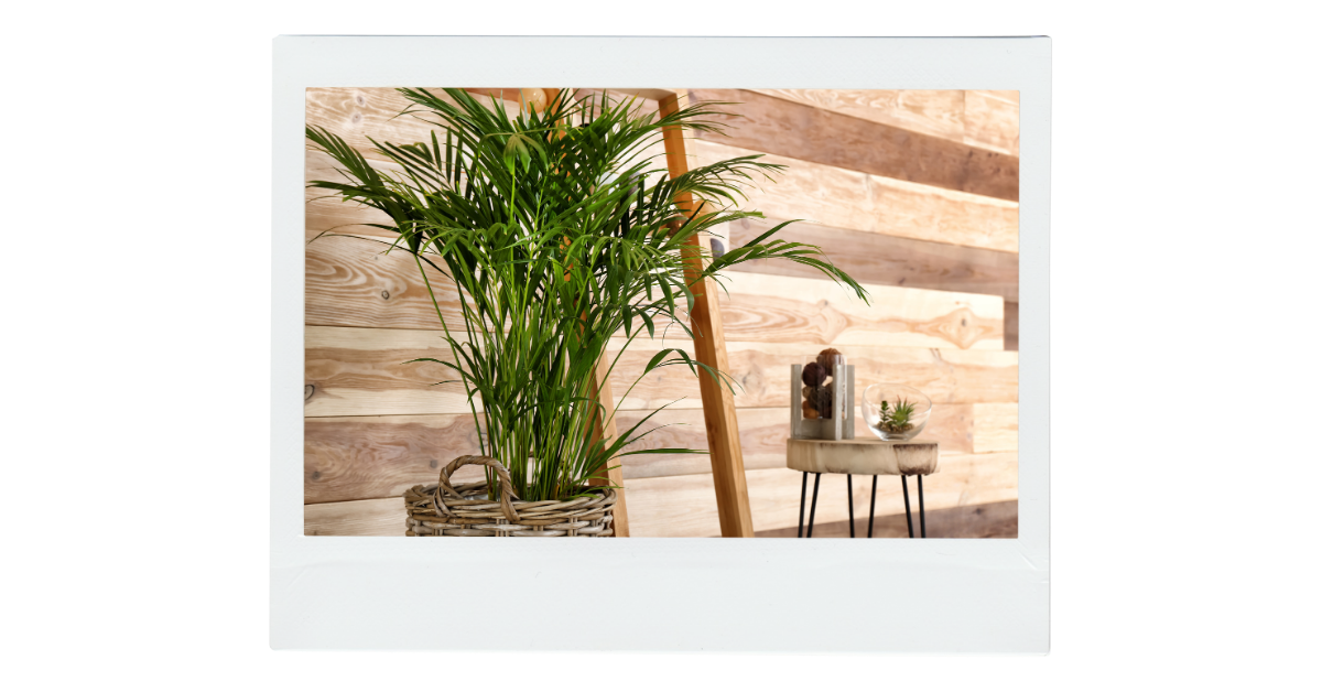 Palmeira Areca