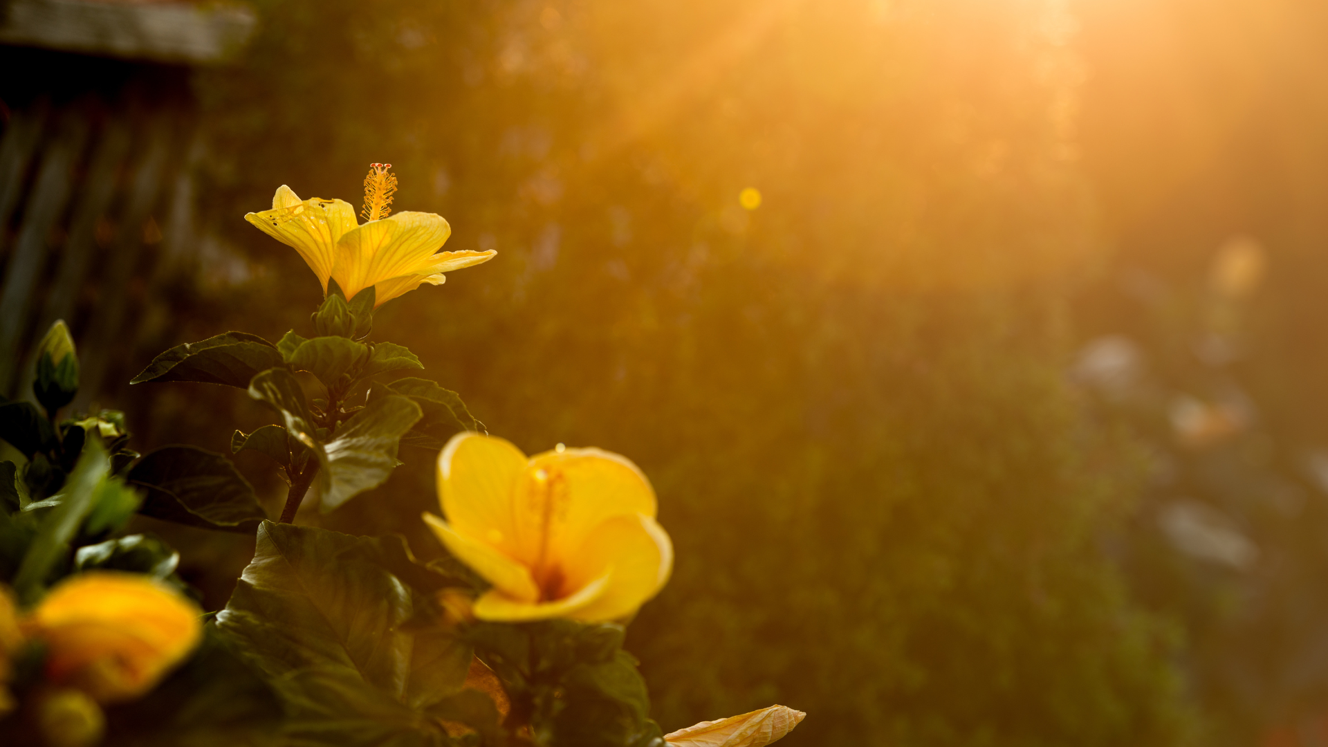 4 plantas resistentes para cultivar ao ar livre
