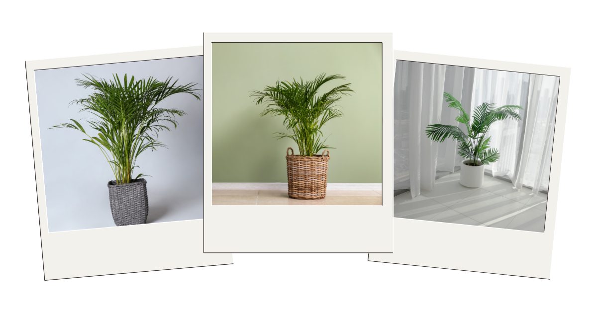 Palmeira Areca