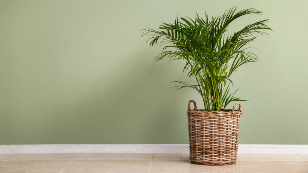 areca