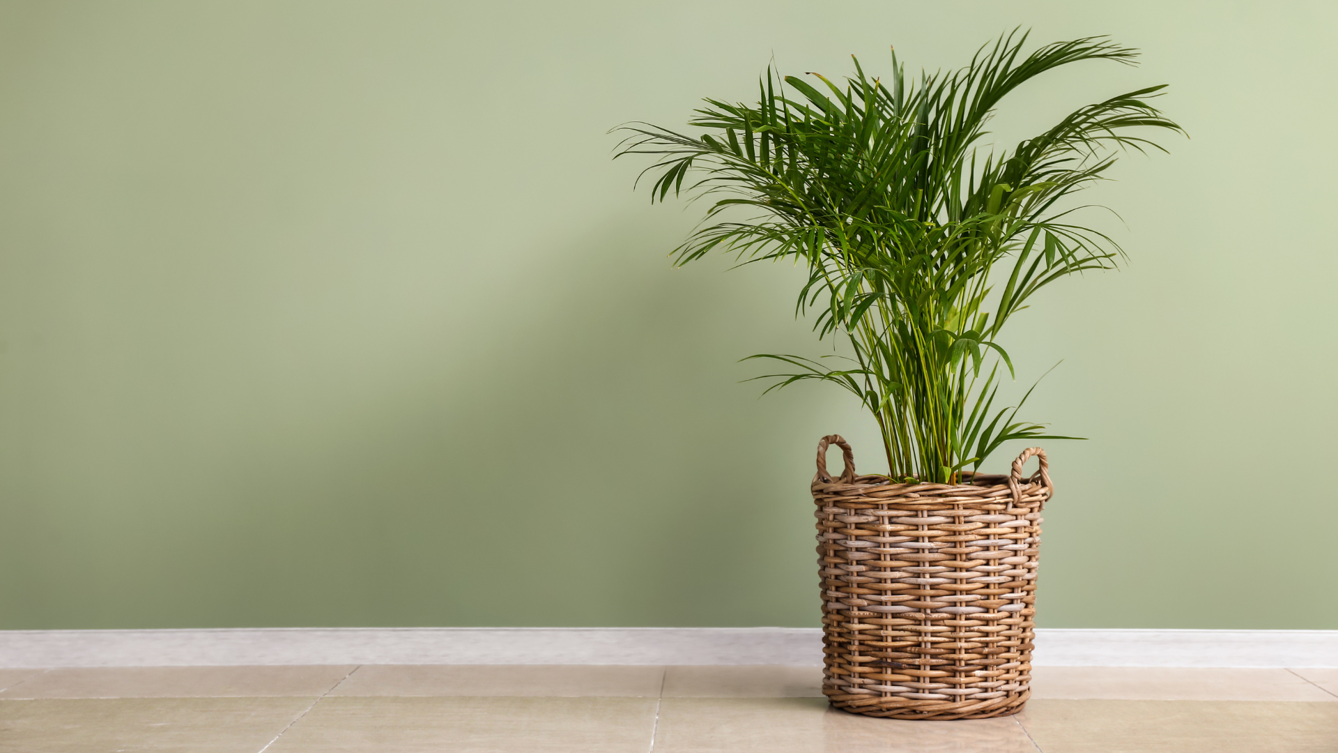 Você sabia que essa planta purifica o ar? – Palmeira Areca