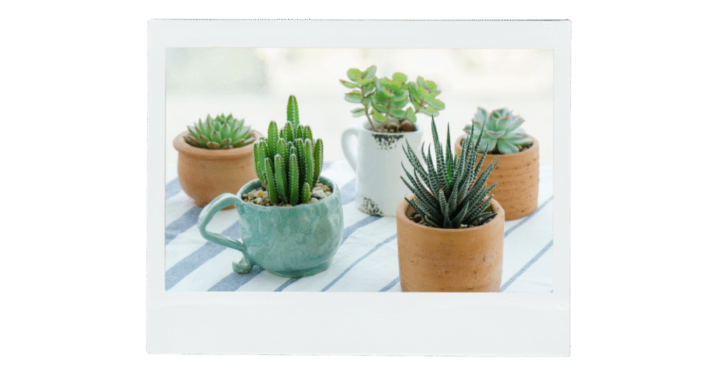 Como decorar ambiente pequenos com plantas?