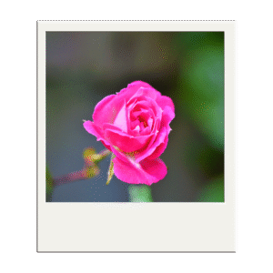 flores o ano todo