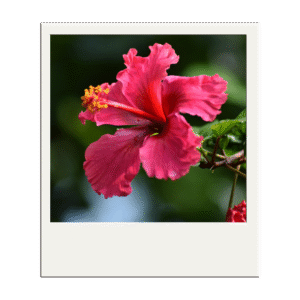 flores o ano todo