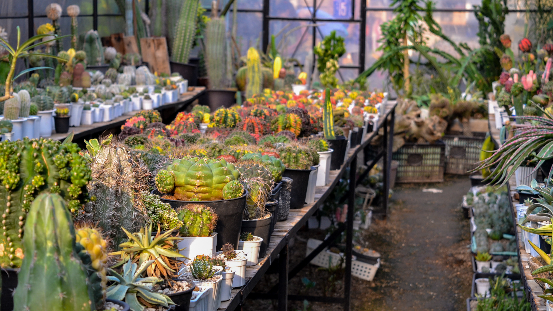 Cactos e suculentas: beleza, resistência e pouca manutenção