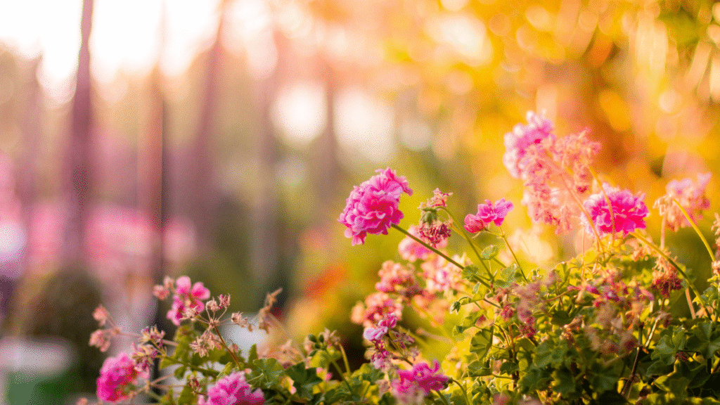 flores o ano todo