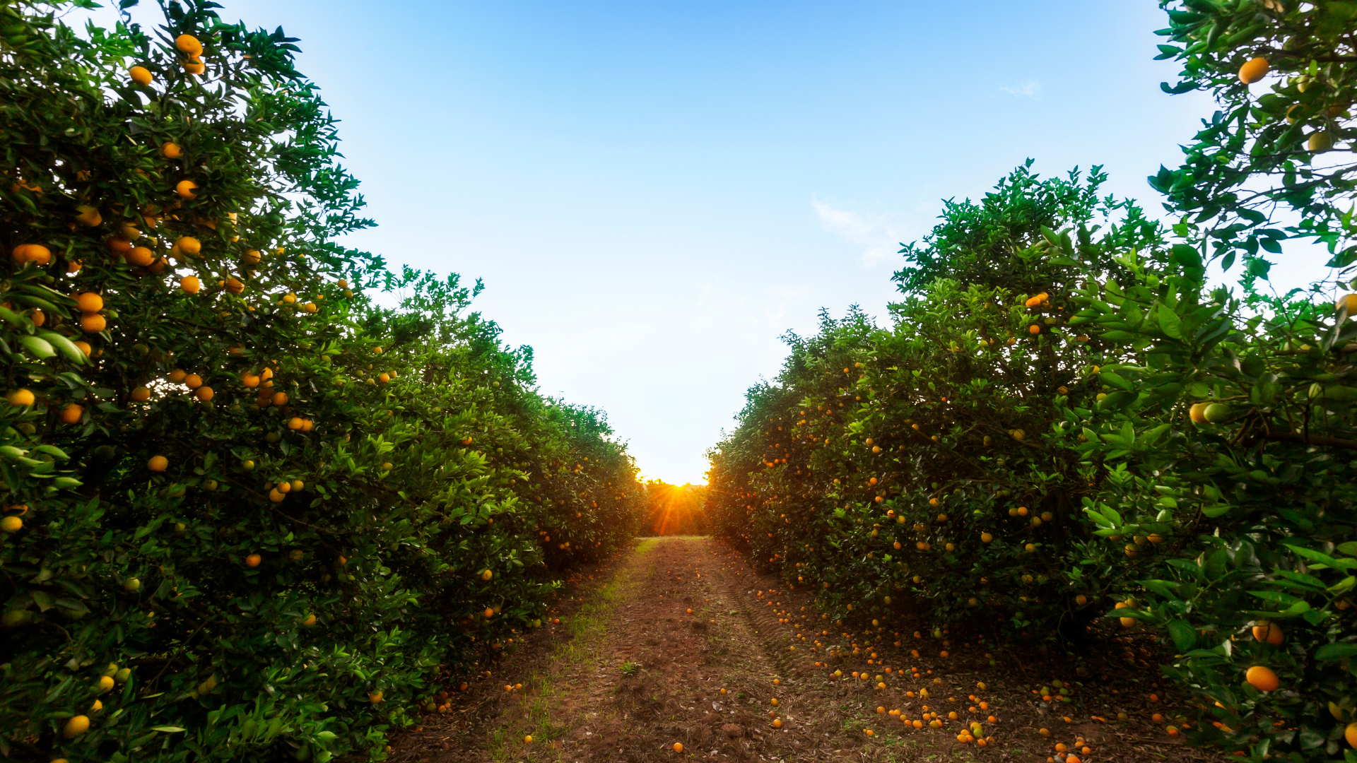 Frutíferas no quintal: quais escolher e como plantar