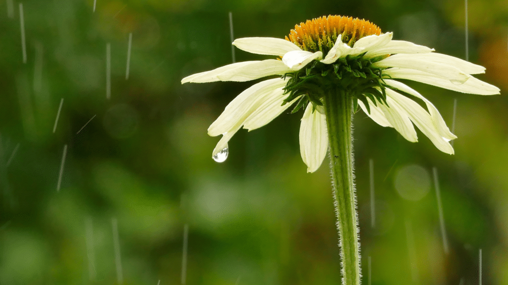proteger plantas no inverno chuvoso