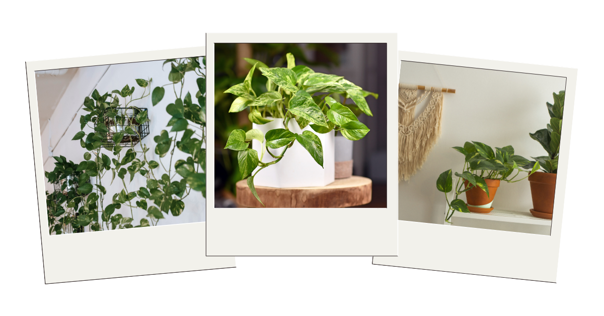 Você sabia que essa planta purifica o ar?