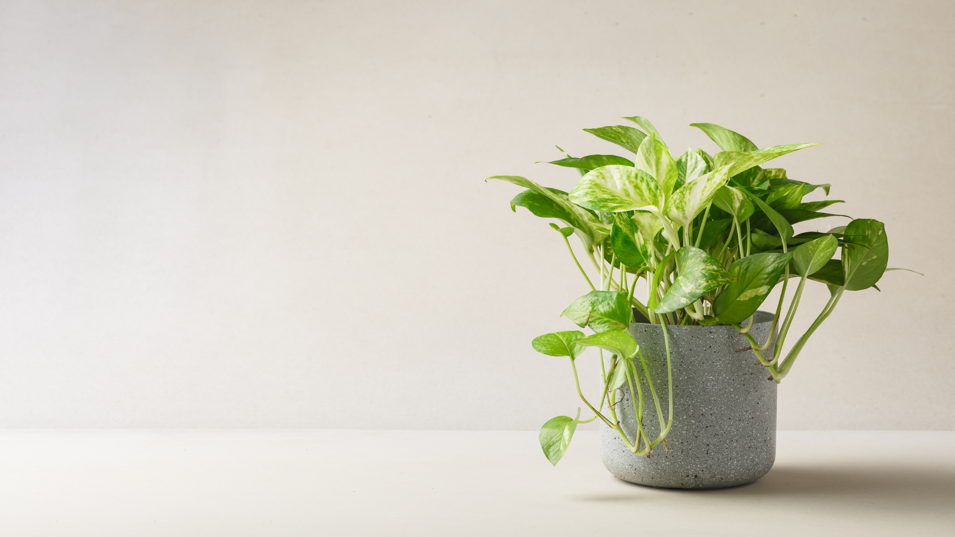 Você sabia que essa planta purifica o ar? – Jiboia