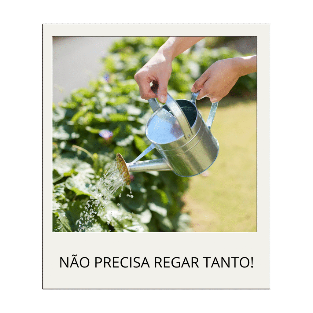 erros comuns ao cuidar de plantas: planta sendo regada com a legenda 
