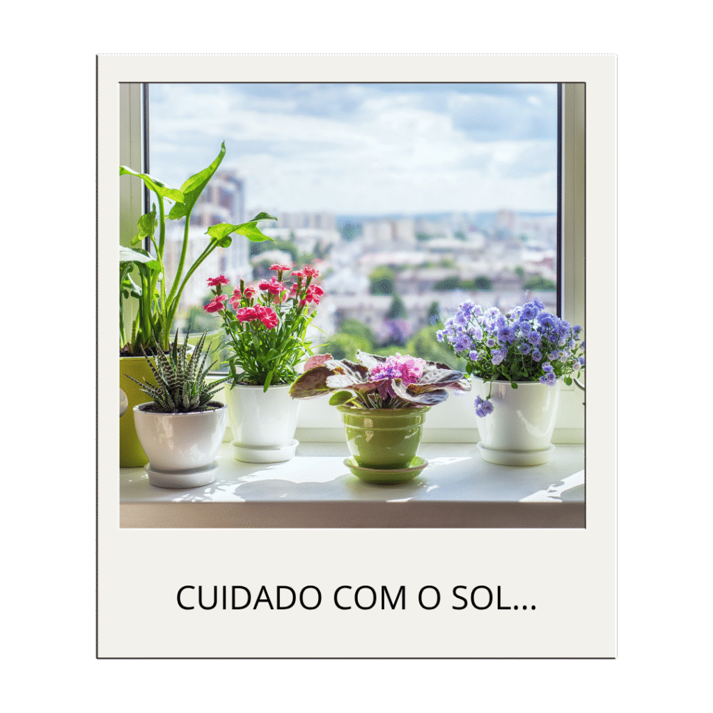 plantas em uma janela com a legenda 