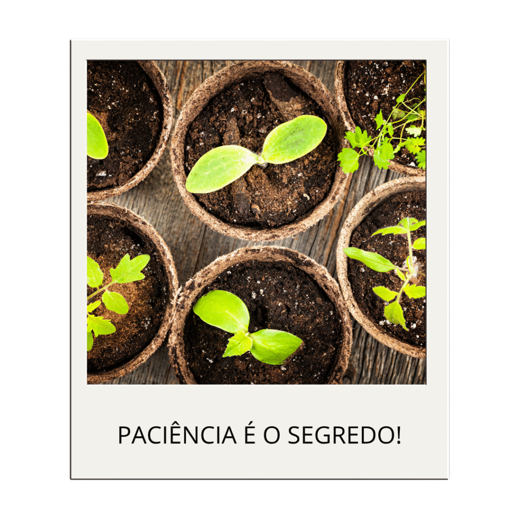 erros comuns ao cuidar de plantas: várias mudinhas de plantas com a lçegenda 