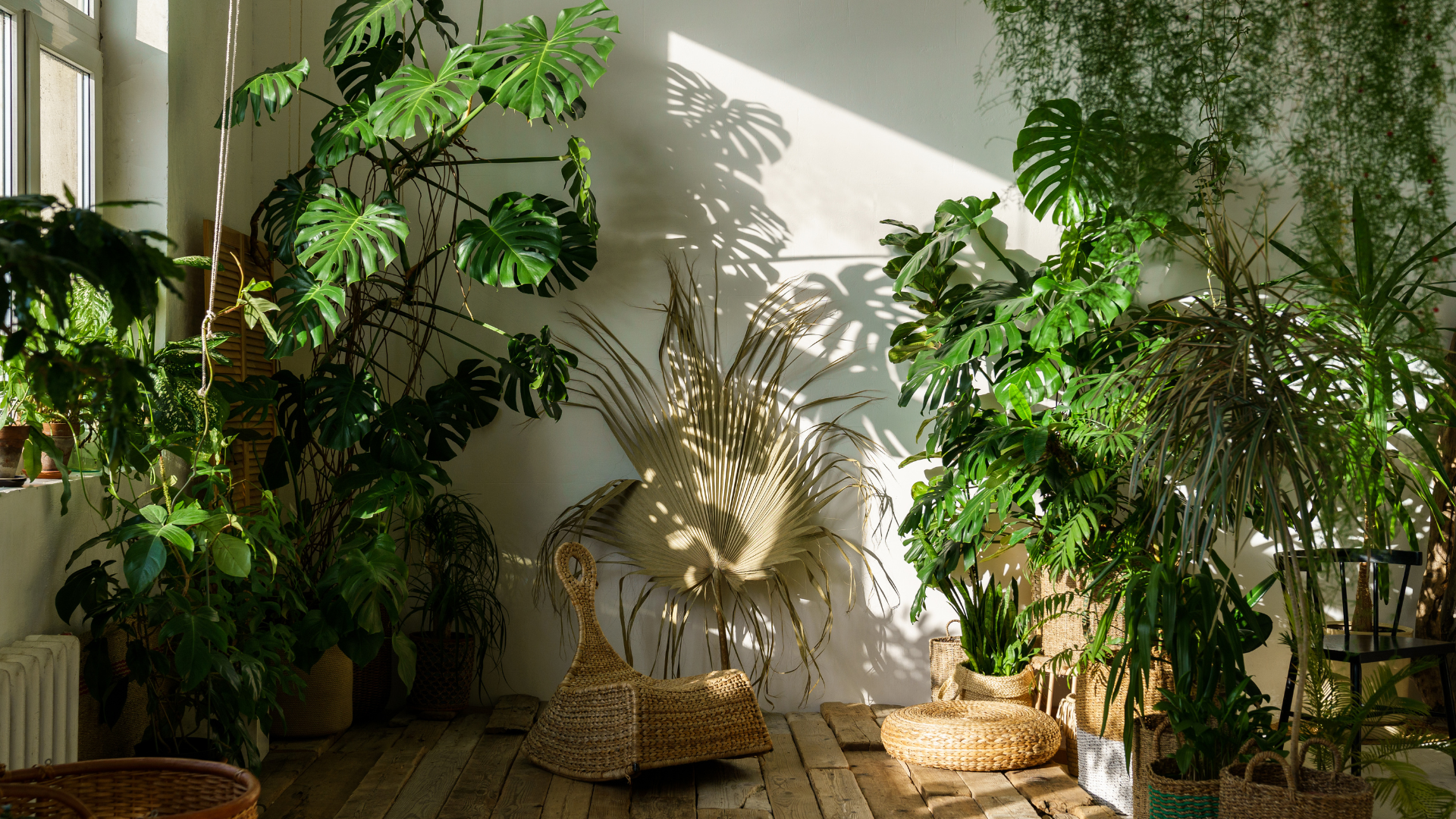 7 Plantas que Sobrevivem com Pouca Luz
